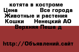 котята в костроме › Цена ­ 2 000 - Все города Животные и растения » Кошки   . Ненецкий АО,Верхняя Пеша д.